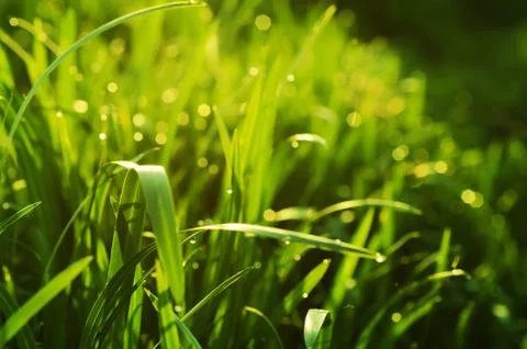 Natural abstract  background Photos