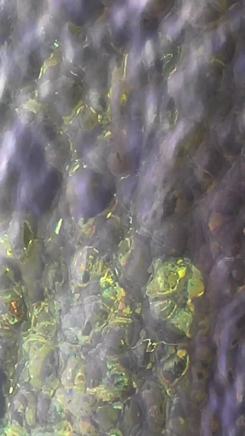 Natural abstract background View of bottom covered with brown algae, rocky stone Stock Footage 306335867