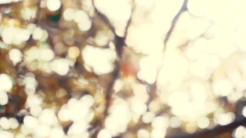 Natural Abstract Bokeh Background with sun rays Stock Footage 147645688
