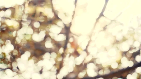 Natural Abstract Bokeh Background with sun rays Stock Footage 147645697