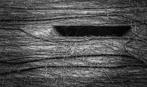 Natural abstract pattern created by vines growing a building. Stock Photos