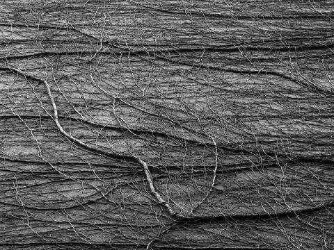 Natural abstract pattern created by vines growing a building. 写真素材