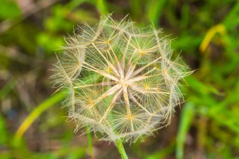 The natural abstract pattern of the dandelion clock against a blurred background Stock Photos