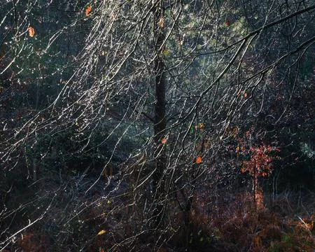 Natural abstract pattern formed by a network of twigs filled with raindrops Stock Photos