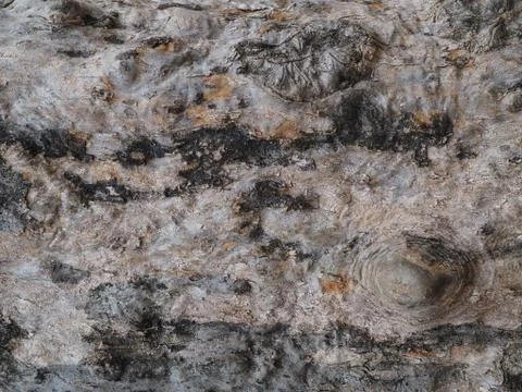 Natural abstract patterns on the bark of an old tree trunk. Stock Photos