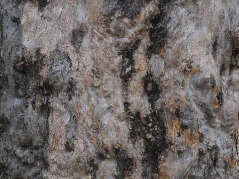 Natural abstract patterns on the bark of an old tree trunk. Stock Photos