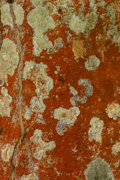 Natural abstraction, live pattern, lichen of orange color on tree Stock Photos
