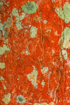 Natural abstraction, pattern, lichen of orange color on tree Foto stock