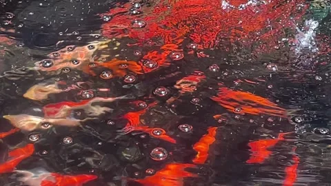 A natural abstraction of sunlight, bubbles and goldfish in a pond Stock Footage 203780391