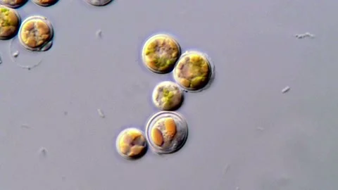 Natural Algae Sample Under Microscope, 1000x 動画素材 310301394