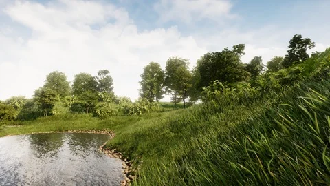 Natural And Real Forest Stock Footage 86165645