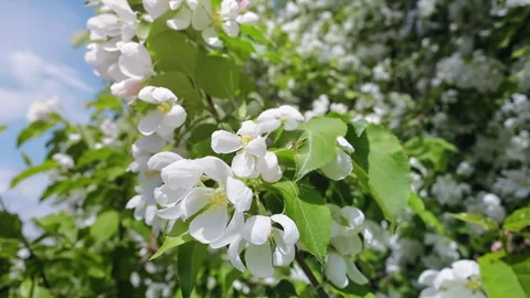 Natural apple tree branch with elegant white flowers and greenery foliage spring 動画素材 243707330