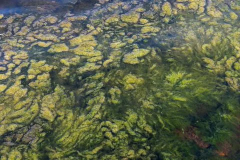 Natural Aquatic Algae Layers in a Clear Water Environment Close-Up Stock Photos