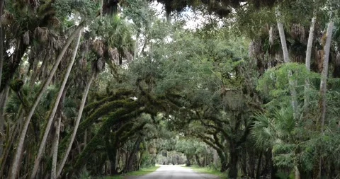 Natural Arches Oak Trees Stock Footage 161037639