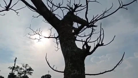 The natural atmosphere of old trees with dry branches towering high. Stock Footage 327911908