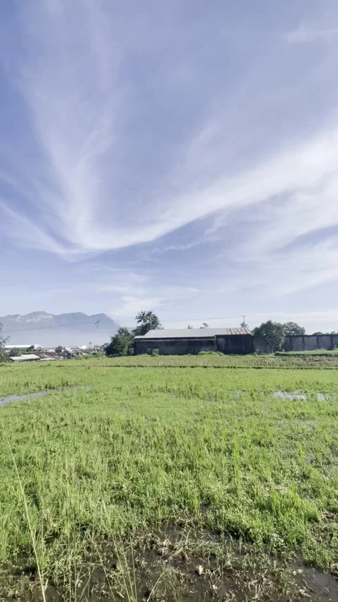 The natural atmosphere of the rice fields behind the rice mill in a West Java vi Stock Footage 310182394