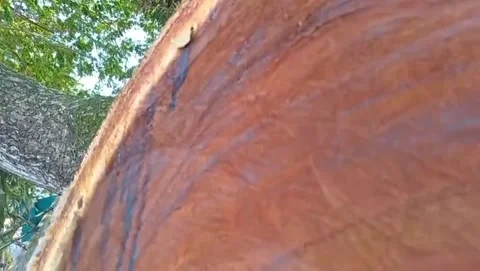 Natural atmosphere of the texture of the rain tree trunk under the green canopy. Stock Footage 327530140