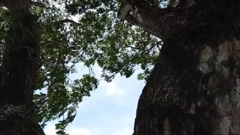 The natural atmosphere of towering trees frames the sky. Stock Footage 327529990