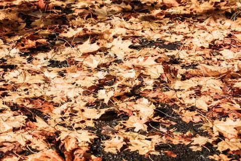 Natural autumn pattern background fallen leaves on the ground in the park ... Stock Photos