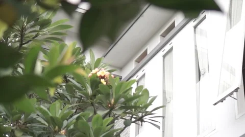 Natural back garden with trees Stock Footage 122491006