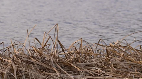 Natural backdrop on lake with straw on foreground and water on background. Video stock 125869988