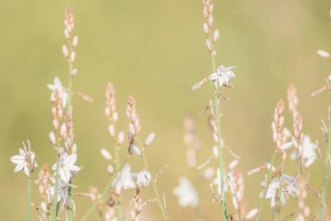 A natural backdrop for a spring ecology project. Delicate white wildflowers Stock Photos