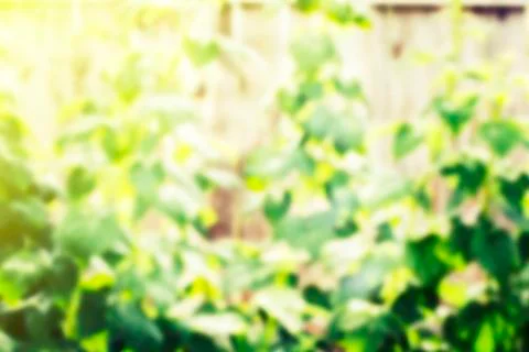 Natural  background  with an abstract blurring Stock Photos