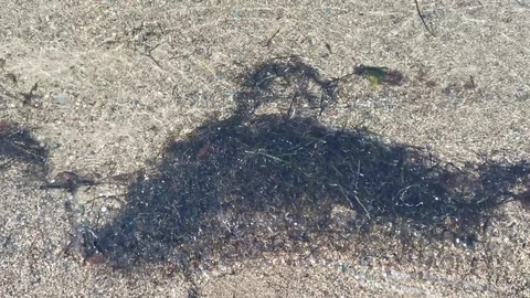Natural background with algae in clear water Vídeo Stock 118441014