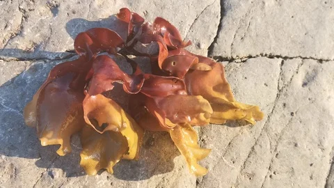 Natural background with algae on the stone. Primorsky Krai. Vídeo Stock 112768400