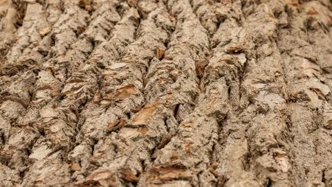 Natural background bark of an old tree Stock Photos