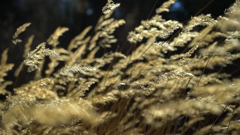 Natural background - beautiful feather grass flying in the wind at sunset time Stock Footage 102208425
