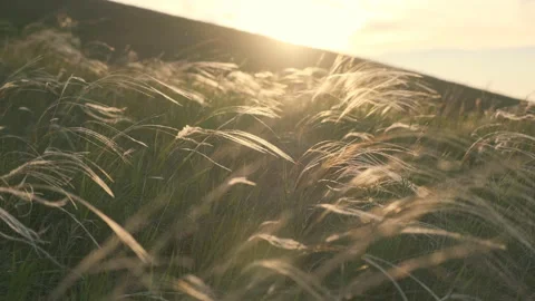 Natural Background - Beautiful Feather Grass Flying In Wind At Sunset Time In Stock Footage 111284489