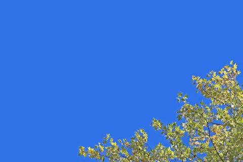 Natural background, blue cloudless sky with openwork tree crowns Stock-Fotos
