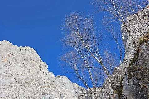 Natural background, blue cloudless sky with lacy tree crowns and mountain peaks Stock-Fotos