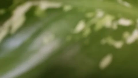 Natural background of blurred leaf texture from the aglonema or sri rejeki plant 스톡 동영상 287967931