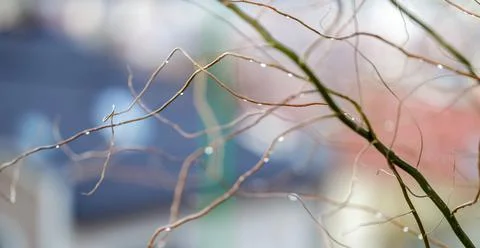 Natural background of blurred thin branches with water drops Stock Photos