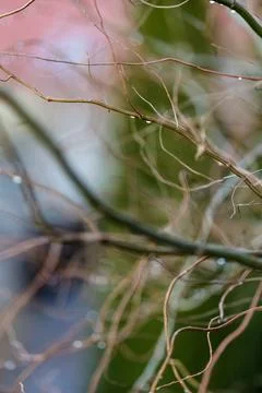 Natural background of blurred thin branches with water drops Stock Photos