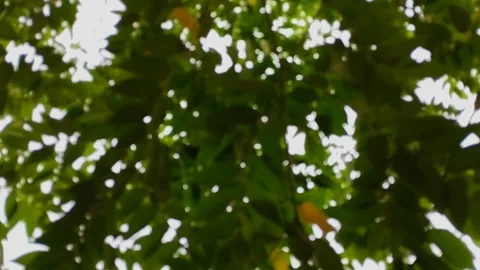 Natural background, blurry leaves. texture background Stock Footage 296865681