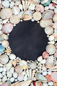 Natural Background Border with Large Seashell Collection Stock Photos