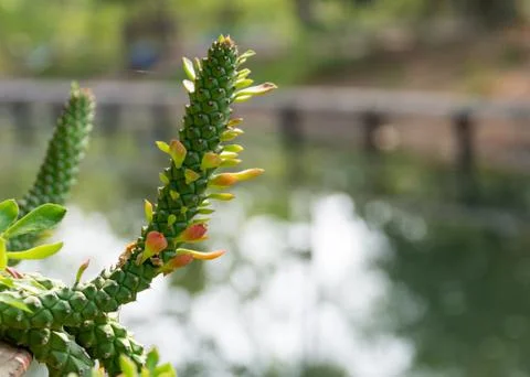The natural background, Branch of a tree in a spring day Stock Photos