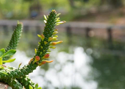 The natural background, Branch of a tree in a spring day Stock Photos