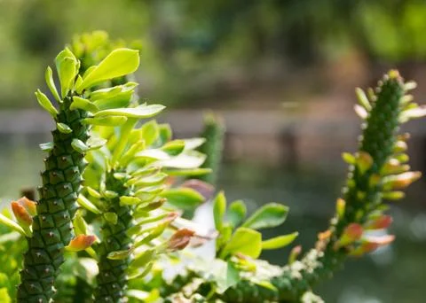 The natural background, Branch of a tree in a spring day Stock Photos