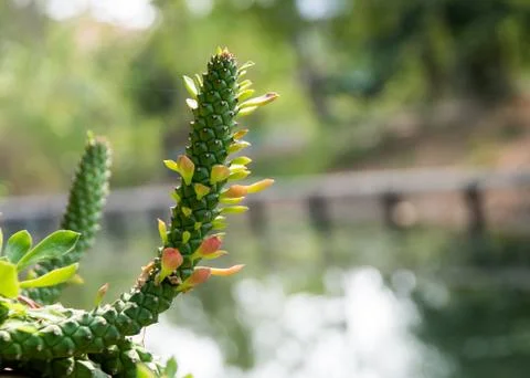 The natural background, Branch of a tree in a spring day Stock Photos