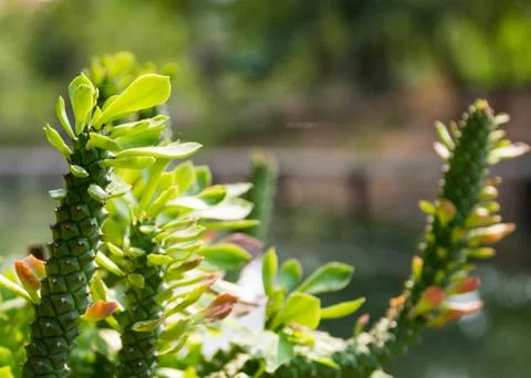 The natural background, Branch of a tree in a spring day Stock Photos