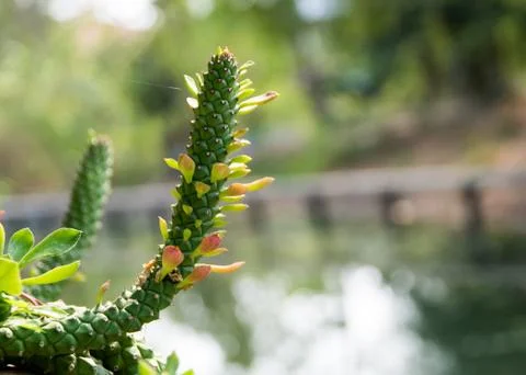 The natural background, Branch of a tree in a spring day Stock Photos