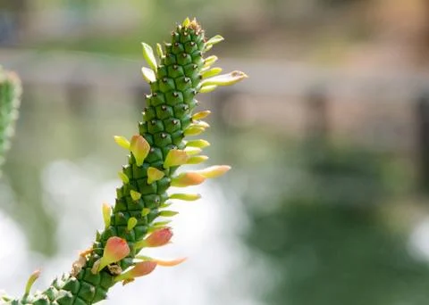 The natural background, Branch of a tree in a spring day Stock Photos
