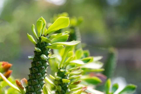 The natural background, Branch of a tree in a spring day Stock Photos