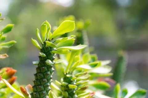 The natural background, Branch of a tree in a spring day Stock Photos
