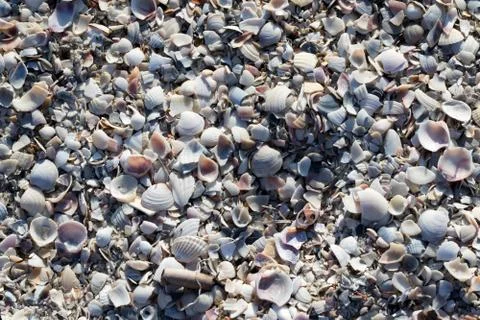 Natural background of broken seashells on beach Stock Photos
