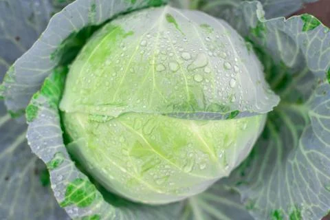 Natural background with cabbage leaf texture in raindrops, rainy weather, mac Stock Photos